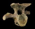 Wide Kritosaurus Cervical Vertebrae - Aguja Formation #38943-7